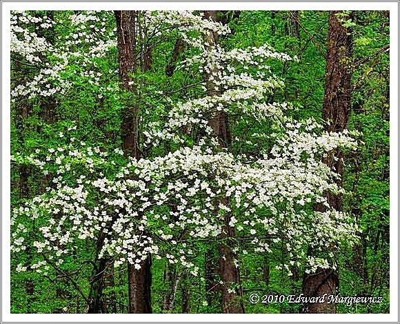 450654   White dogwoods blooming in early springs